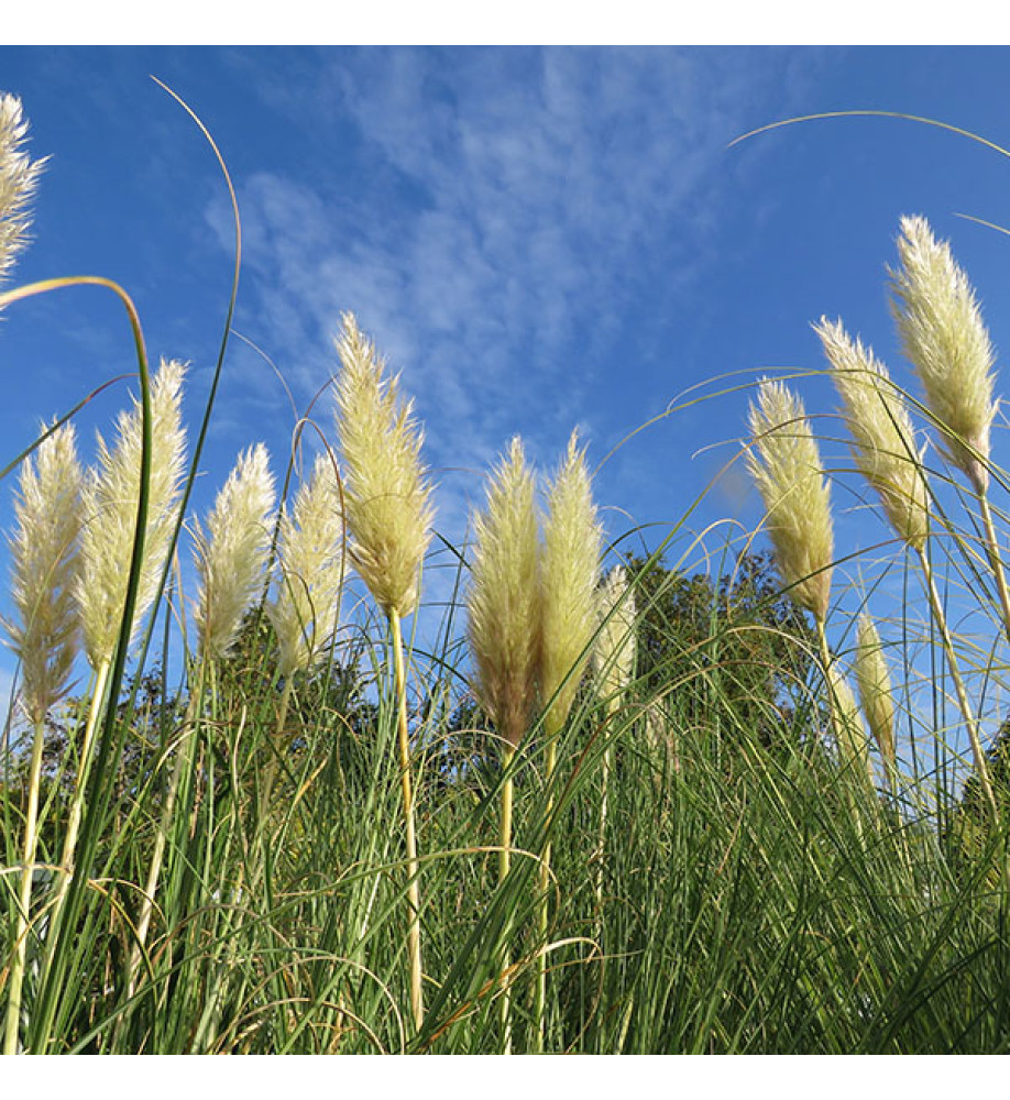 Cortaderia selloana Silver Fountain (7.5lt)
