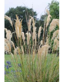 Cortaderia selloana Sunningdale Silver (3lt)