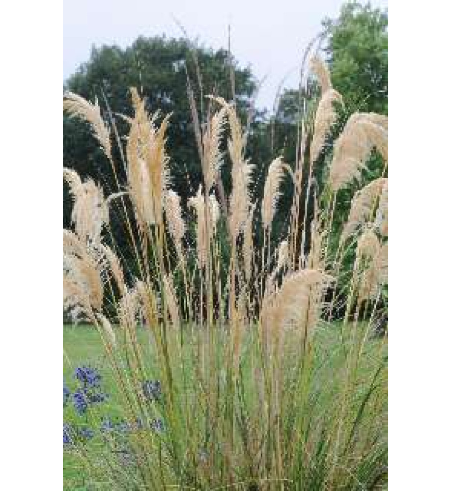 Cortaderia selloana Sunningdale Silver (3lt)