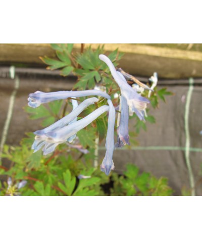 Corydalis flexuosa China Blue (1lt)