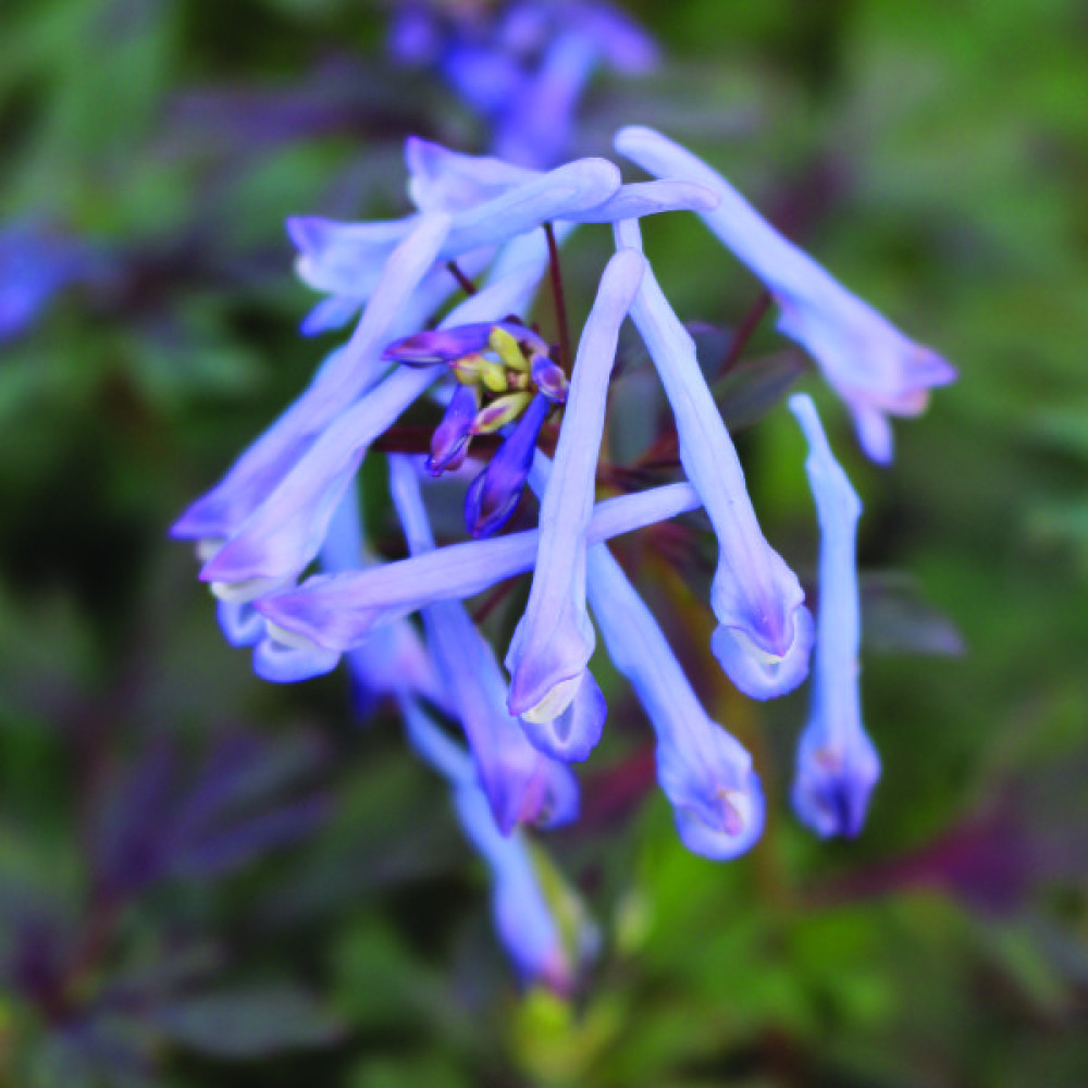 https://langthorns.com/image/cache/catalog/corydalis_flexuosa_purple_leaf-1000x1000.jpg