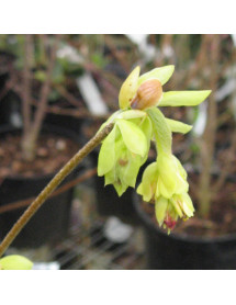 Corylopsis sinensis var. sinensis (3lt)