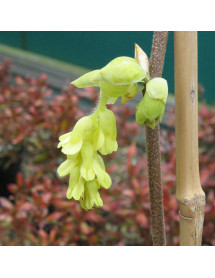 Corylopsis sinensis var. sinensis (3lt) Corylopsis sinensis var. sinensis (3lt)