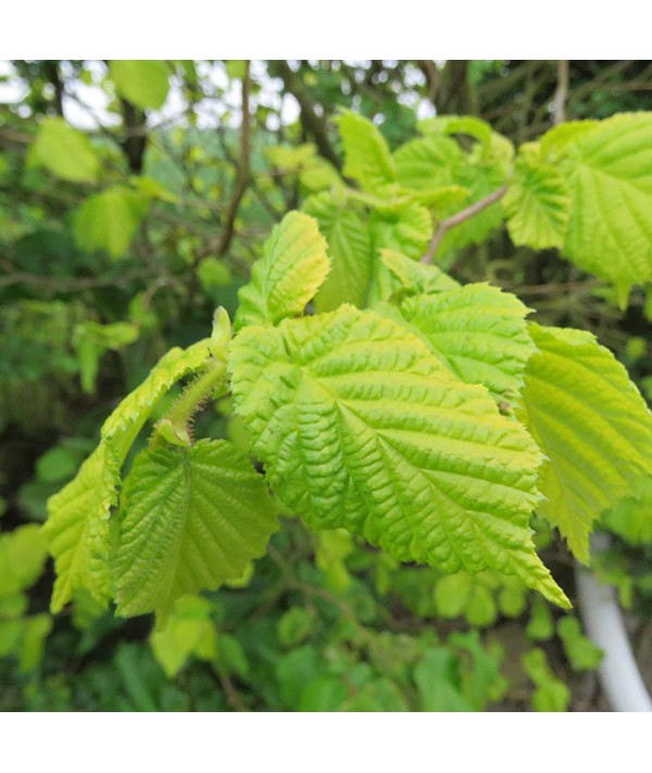 Corylus avellana Aurea (7.5lt) Corylus avellana Aurea (7.5lt)