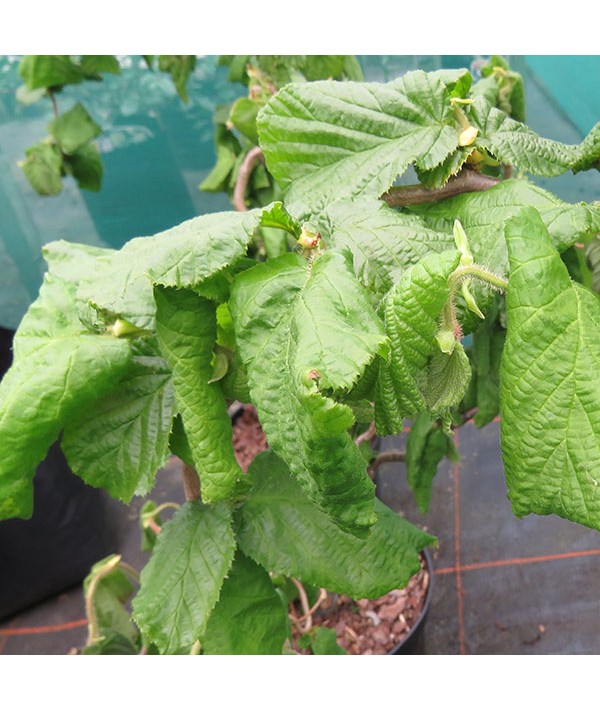 Corylus avellana contorta (7.5lt) Corylus avellana contorta (7.5lt)