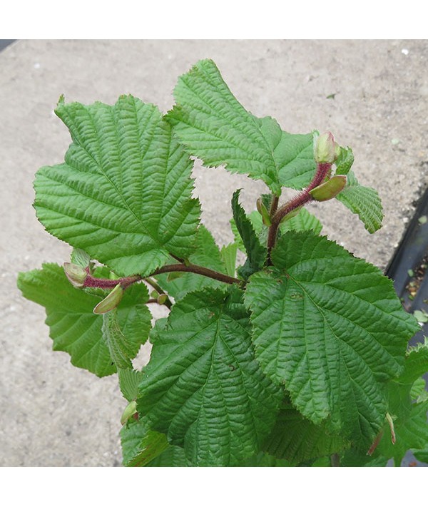 Corylus maxima Halle'sche Riesennuss (10lt)