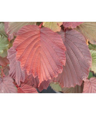 Corylus maxima purpurea (10lt)