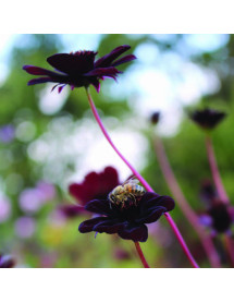 Cosmos atrosanguineus Chocamocha (1lt)