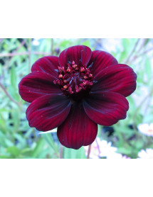 Cosmos atrosanguineus Chocamocha (1lt)