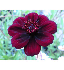 Cosmos atrosanguineus Chocamocha (9cm)