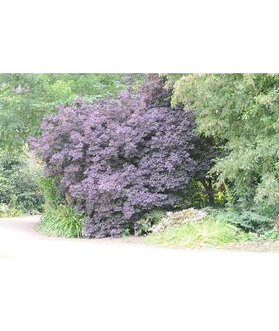 Cotinus coggygria Royal Purple (3lt)