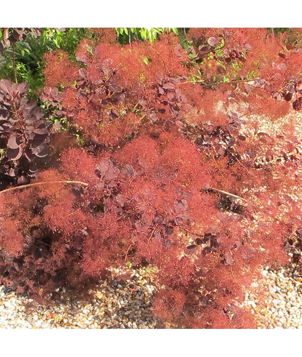 Cotinus coggygria Royal Purple (5lt)