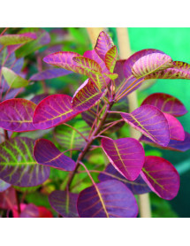 Cotinus coggygria Smokey Joe (7.5lt) Cotinus coggygria Smokey Joe (7.5lt)