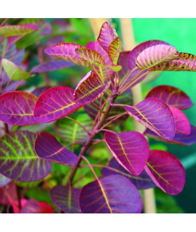 Cotinus coggygria Smokey Joe (3lt)