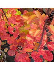 Cotinus coggygria Lemon Lady (3lt)