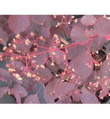 Cotinus Dusky Maiden (2lt)