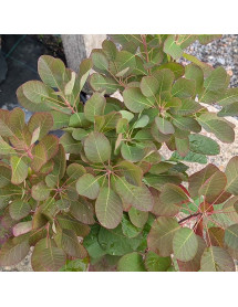 Cotinus coggygria Flamissimo (3lt) Cotinus coggygria Flamissimo (3lt)