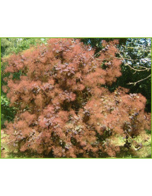 Cotinus Grace (15lt)
