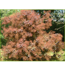 Cotinus Grace (2lt)