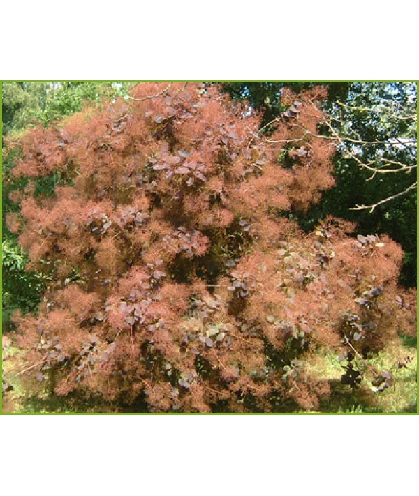 Cotinus Grace (5lt)