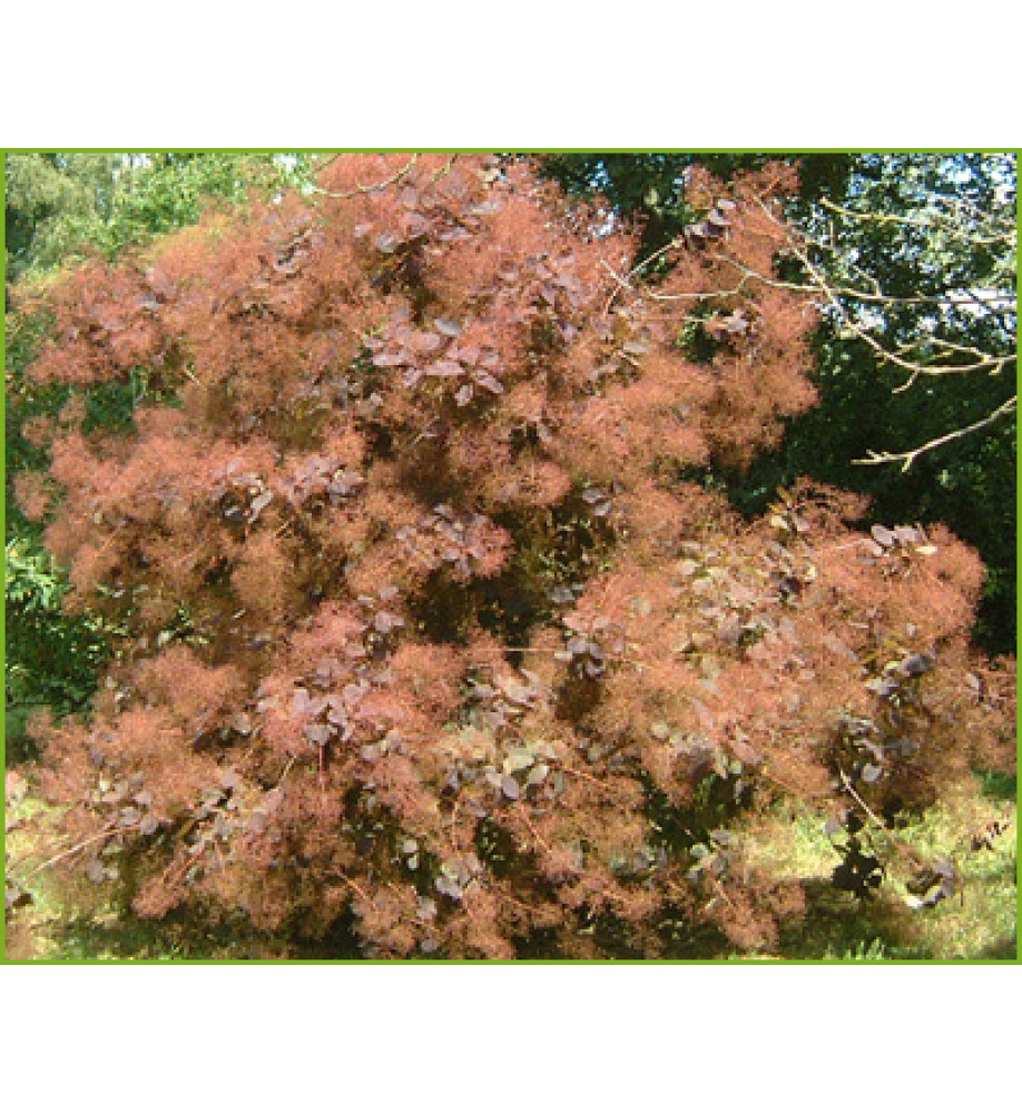 Cotinus Grace (15lt)