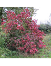 Cotinus Grace (15lt)