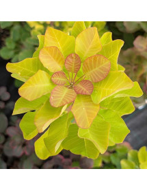Cotinus coggygria Lemon Lady (3lt) Cotinus coggygria Lemon Lady (3lt)