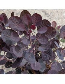 Cotinus coggygria Lilla (3lt) Cotinus coggygria Lilla (3lt)