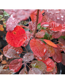 Cotinus coggygria Magical Red Fountain (2lt) Cotinus coggygria Magical Red Fountain (2lt)