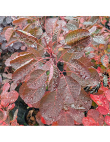 Cotinus coggygria Magical Red Fountain (2lt)