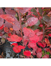 Cotinus coggygria Magical Red Torch (2lt) Cotinus coggygria Magical Red Torch (2lt)