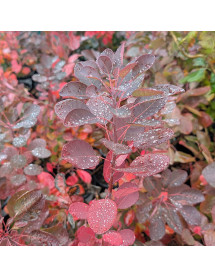 Cotinus coggygria Magical Red Torch (2lt)