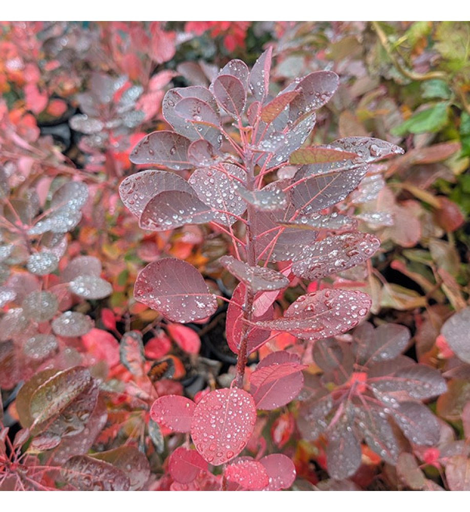 Cotinus coggygria Magical Red Torch (2lt)