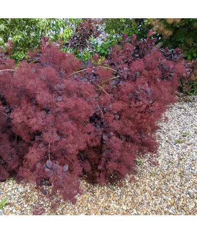 Cotinus coggygria Royal Purple (5lt)