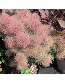 Cotinus coggygria Smokey Joe (3lt) Cotinus coggygria Smokey Joe (3lt)