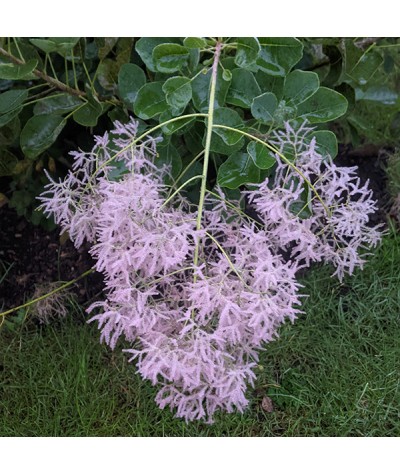 Cotinus coggygria Young Lady (10lt)