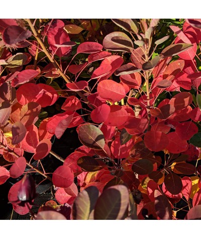 Cotinus coggygria Smokey Joe (3lt)