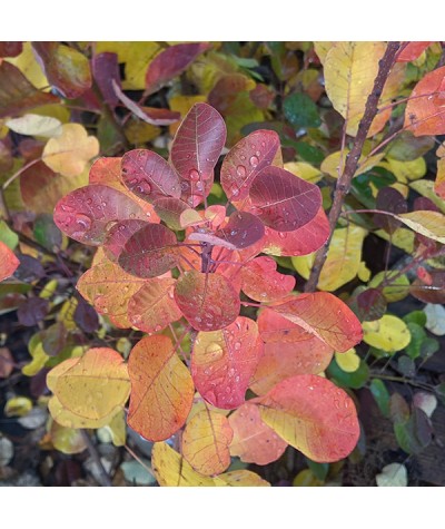 Cotinus coggygria Young Lady (10lt)