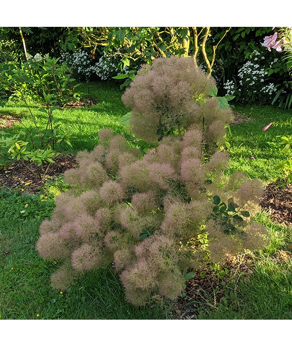 Cotinus coggygria Smokey Joe (3lt)