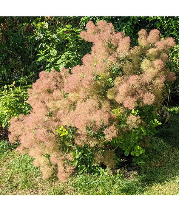 Cotinus coggygria Young Lady (10lt)