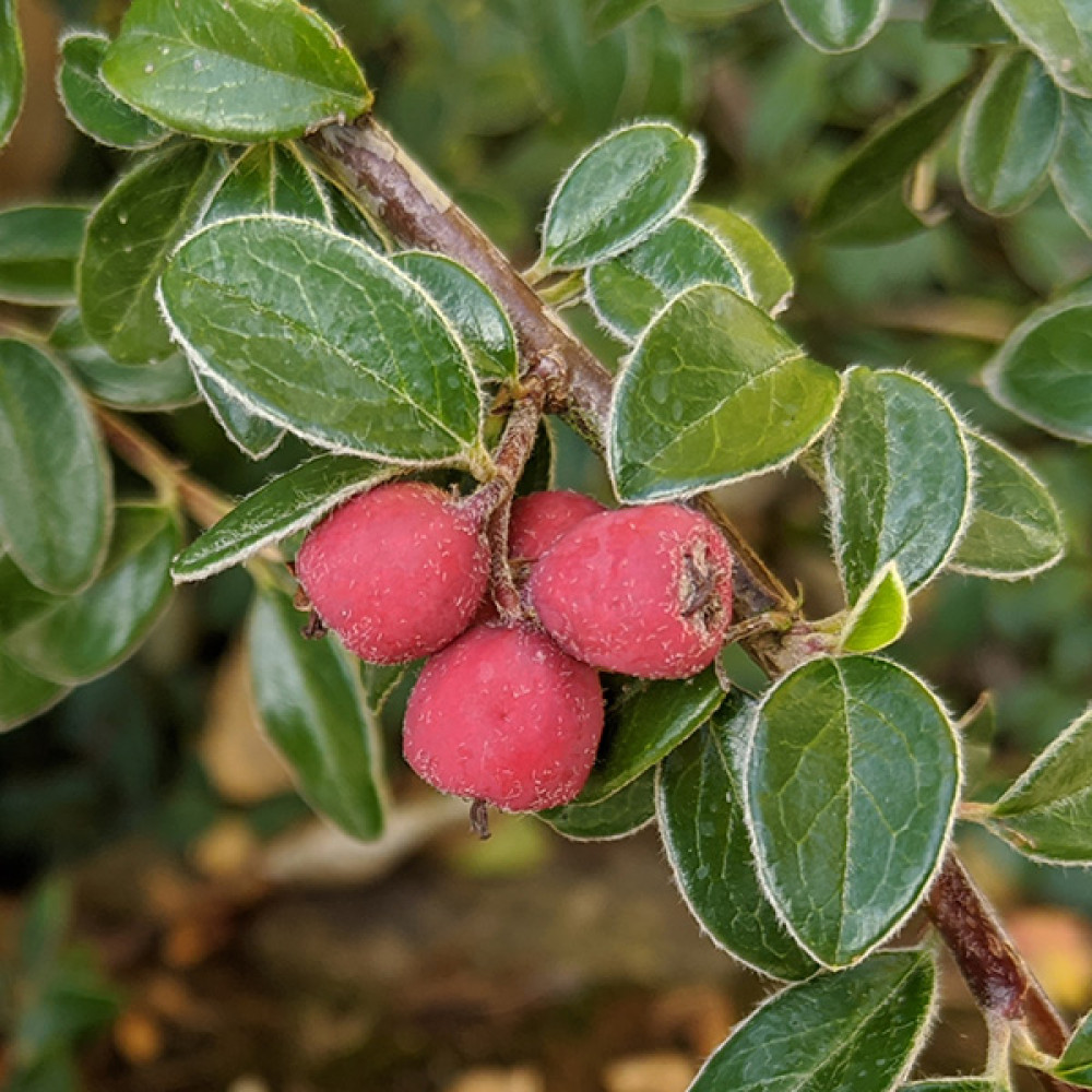 Cotoneaster prostratus Arnold Forster (10lt)