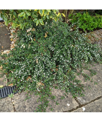 Cotoneaster prostratus Arnold Forster (3lt)