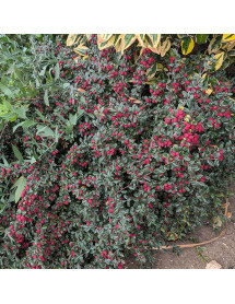 Cotoneaster prostratus Arnold Forster (12lt) Cotoneaster prostratus Arnold Forster (12lt)