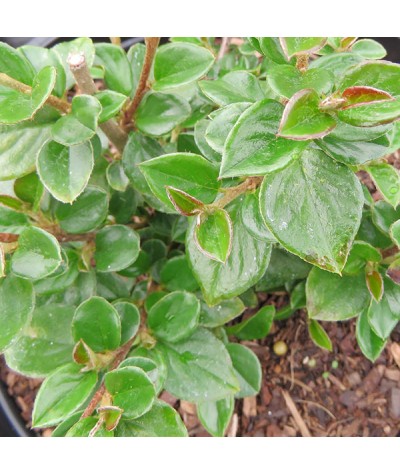 Cotoneaster beimashanensis (2lt)