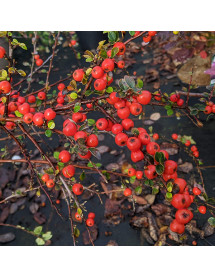 Cotoneaster beimashanensis (2lt) Cotoneaster beimashanensis (2lt)