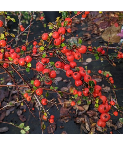 Cotoneaster beimashanensis (2lt)