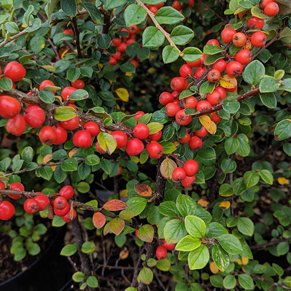 Cotoneaster beimashanensis (2lt)