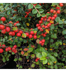Cotoneaster beimashanensis (2lt)