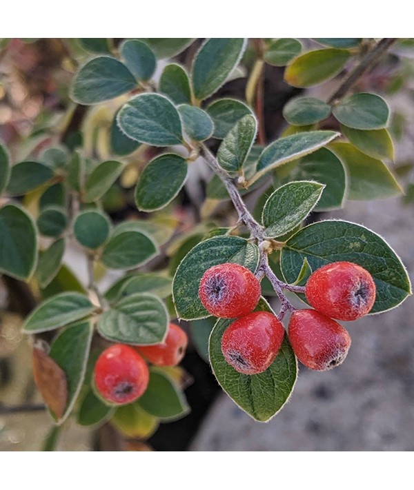 Cotoneaster nao. Buried Treasure (7.5lt)