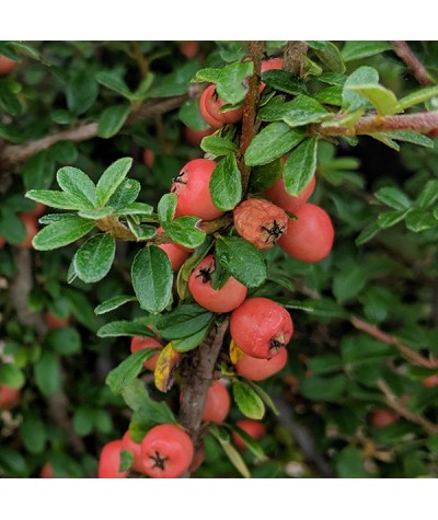 Cotoneaster conspicuus (10lt)